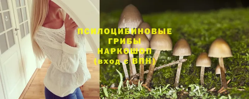 Псилоцибиновые грибы Cubensis  где можно купить   Великие Луки 